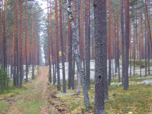 Moosiger Wald (100_0469.JPG) wird geladen. Eindrucksvolle Fotos aus Lettland erwarten Sie.